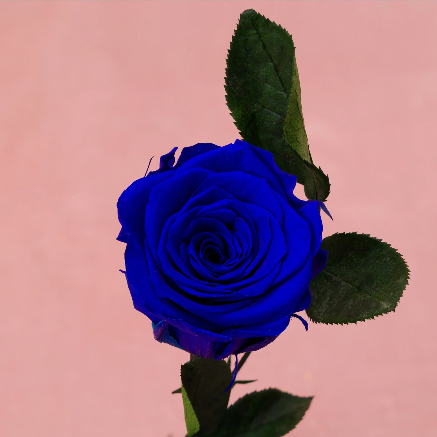Trandafir criogenat în cupolă de sticlă, decoratiune florala premium